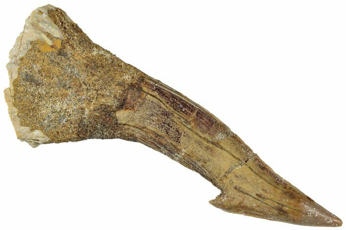 Fossil Sawfish (Onchopristis) Rostral Barb - Morocco #311209